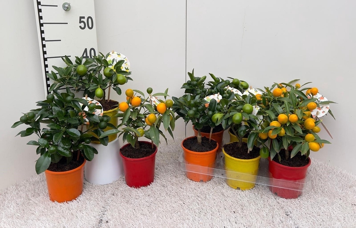 <h4>Citrus Mix-Tray 2+ Var. stem/rack (s2)</h4>