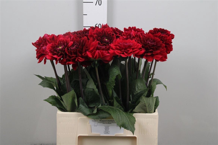 <h4>Dahl Red Runner</h4>