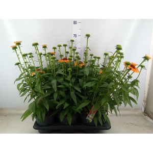 Echinacea  'Sunseekers Mineola'