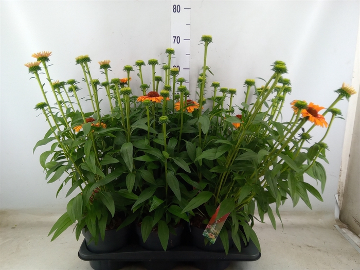 <h4>Echinacea  'Sunseekers Mineola'</h4>