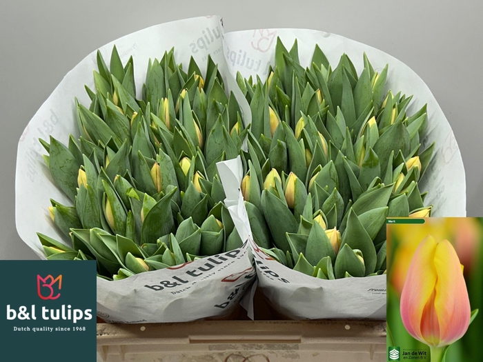 <h4>TU EN MARIT</h4>