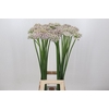 Allium Silverspring