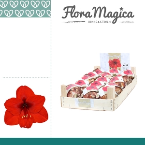 Amaryllis 32/34 Bulb Rood in Wooden Crate