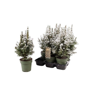 PICEA GL DECEMBER P15 SNOW