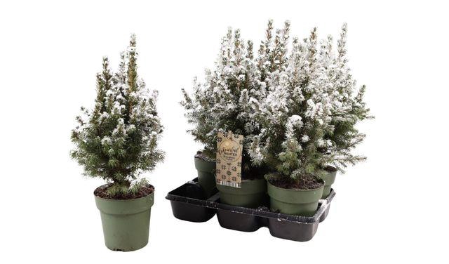 <h4>PICEA GL DECEMBER P15 SNOW</h4>