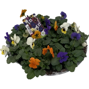 Viola (Cornuta Grp.) gemengd Blauw Geel Oranje