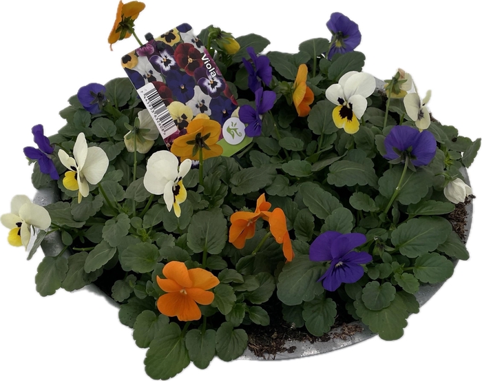 <h4>Viola (Cornuta Grp.) gemengd Blauw Geel Oranje</h4>