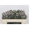 Kaaps Groen Silver Brunia