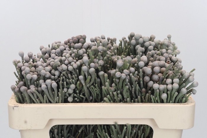 <h4>Kaaps Groen Silver Brunia</h4>