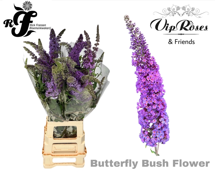 <h4>BUDDLEJA DAVIDII GEM</h4>