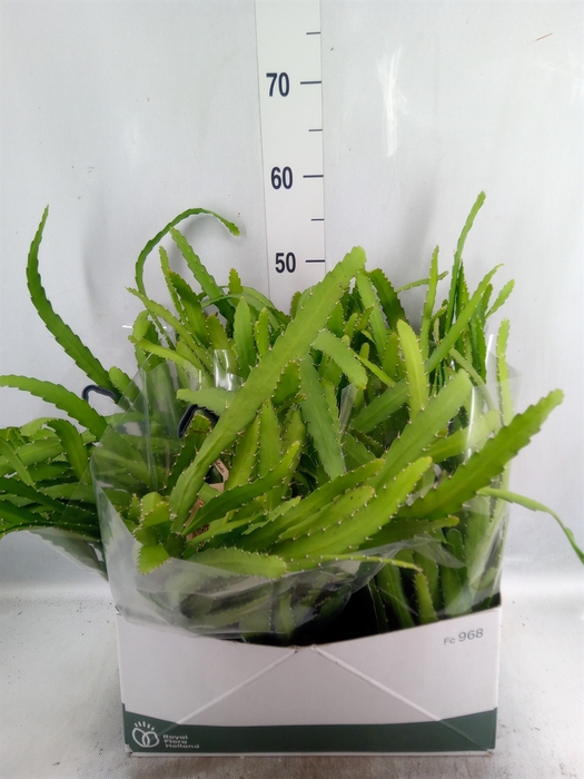 Rhipsalis   ...