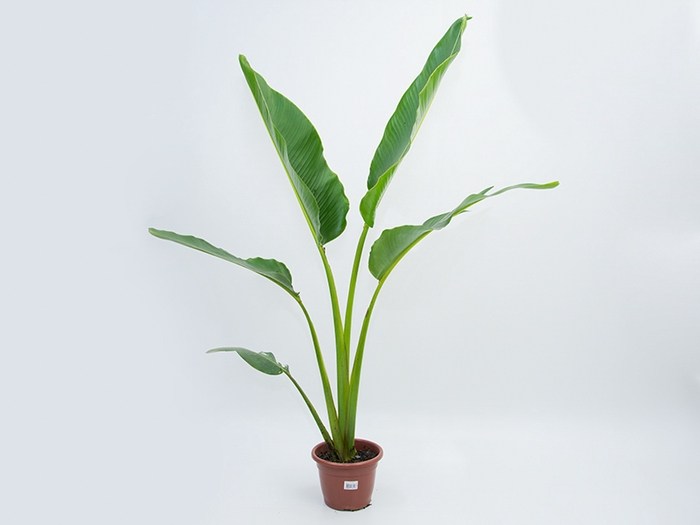 <h4>RAVENALA P17</h4>