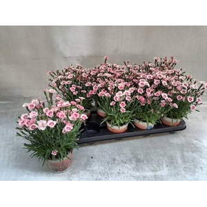 DIANTHUS PEACH PARTY P12