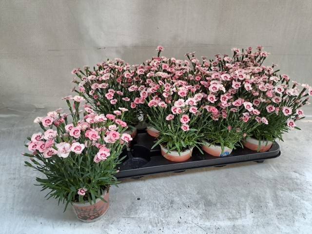 <h4>DIANTHUS PEACH PARTY P12</h4>