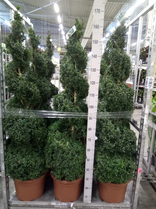 <h4>Buxus semp.   ...</h4>