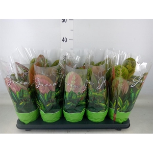 Maranta leuc. 'Fascinator'