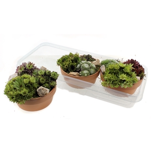 ARR SEMPERVIVUM