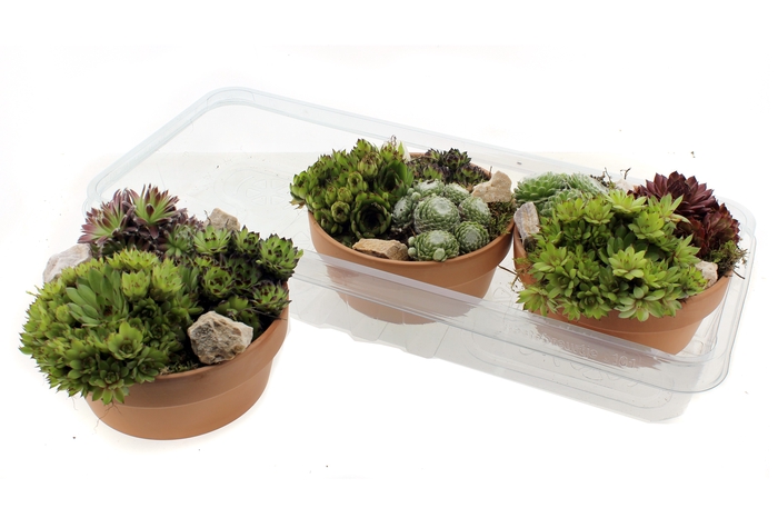 <h4>ARR SEMPERVIVUM</h4>