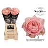 R GR BLOOMSBURY x 20