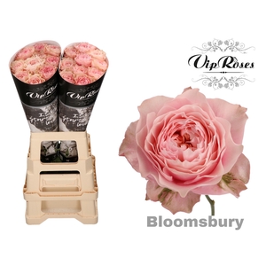 R GR BLOOMSBURY x 20