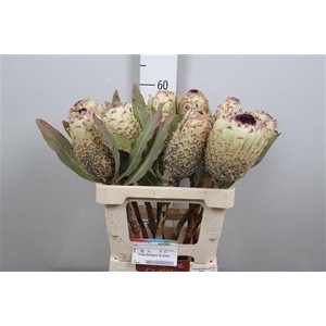 Protea Barbigera Ice Queen