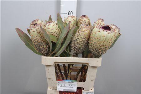 <h4>Protea Barbigera Ice Queen</h4>