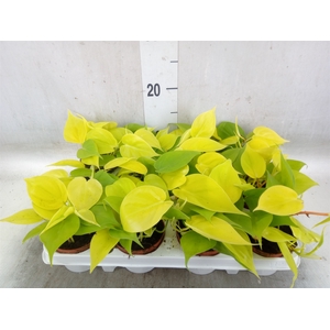 Epipremnum pinn. 'Golden Pothos'