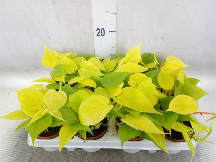 <h4>Epipremnum pinn. 'Golden Pothos'</h4>