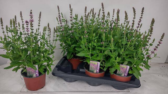 <h4>SALVIA NE SE DP ROSE</h4>