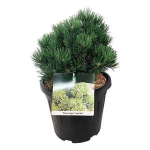 Pinus mugo 'Limerick'
