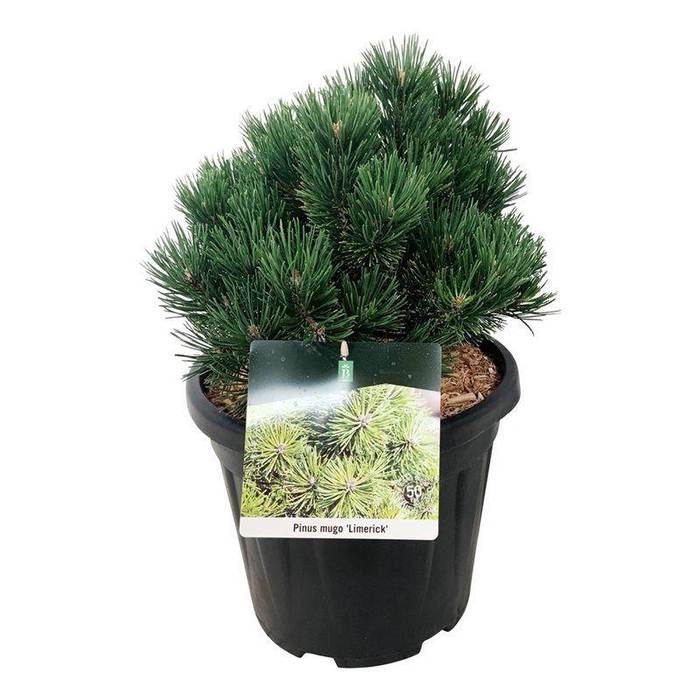 <h4>Pinus mugo 'Limerick'</h4>
