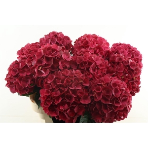Hydr M Rubyred 60-20