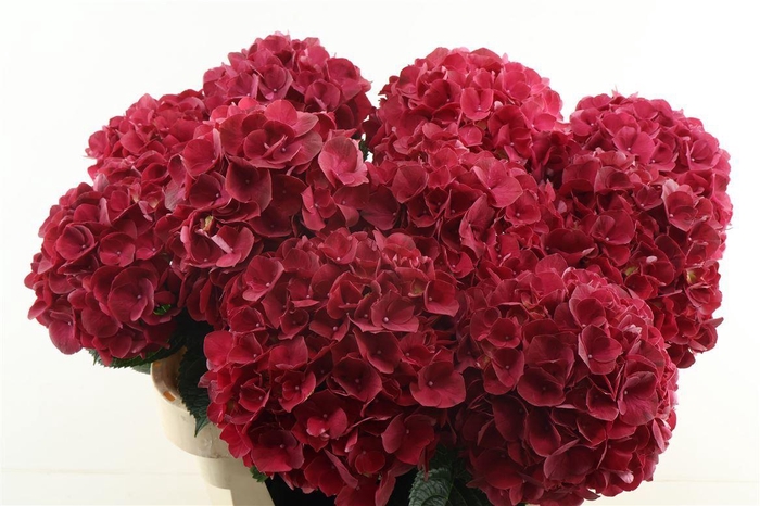 <h4>Hydr M Rubyred 80-21</h4>
