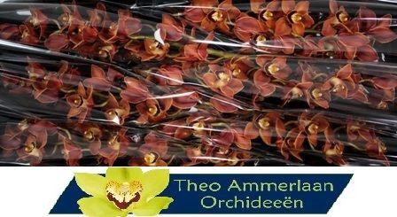 <h4>Manon 80 x8</h4>