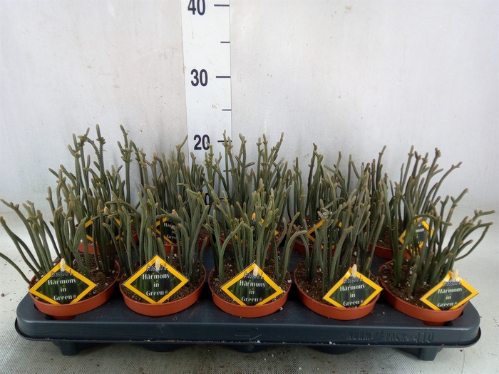 <h4>Crassula   ...</h4>