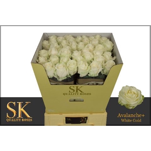 R Gr Avalanche White Super Sk