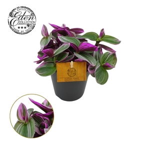Tradescantia Nanouk 12cm