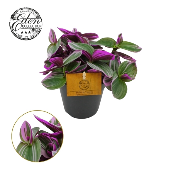 <h4>Tradescantia Nanouk 12cm</h4>