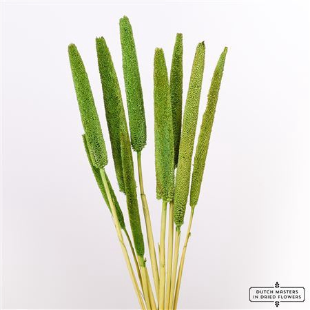 <h4>Dried Babala 10pc Apple Green Bunch Slv</h4>