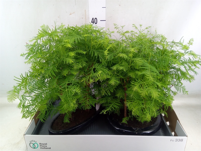 <h4>Bonsai   ...</h4>