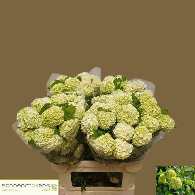 <h4>VIBURNUM ROSEUM ST</h4>