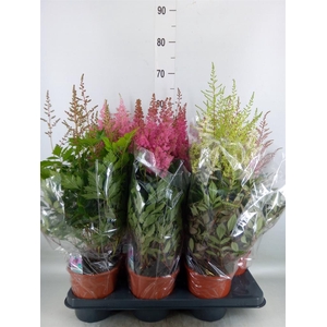 Astilbe   ...mix 4