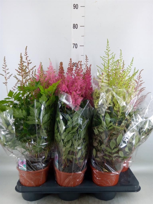 <h4>Astilbe   ...mix 4</h4>