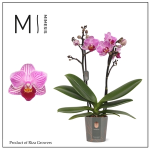 Phalaenopsis Lotte 2 spike – 7cm | Mimesis