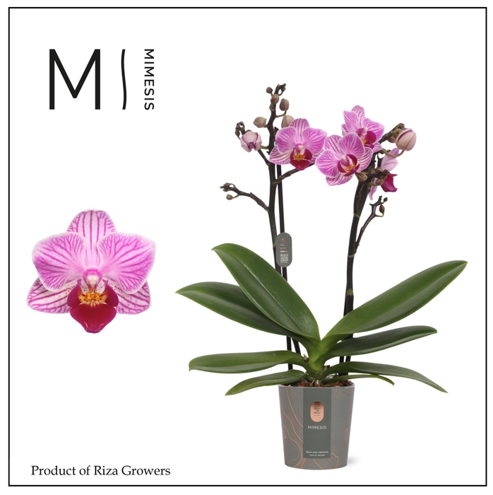 <h4>Phalaenopsis Lotte 2 spike – 7cm | Mimesis</h4>