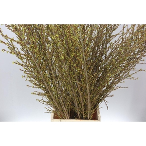 Forsythia I Spectabilis