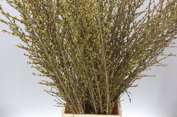 <h4>Forsythia I Spectabilis</h4>