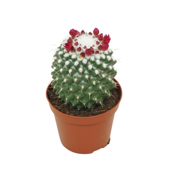 <h4>Mammillaria polythele 'Toluca'</h4>