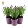 Lavandula st. 'Anouk'® Collection P10,5