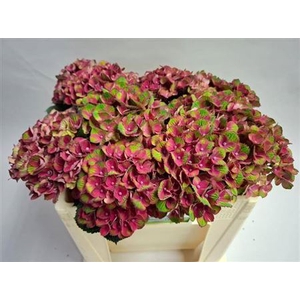 Hydr M Charlotte Red